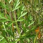 Ammi majus Leaf