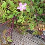 Geranium robertianum Цвят