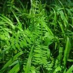 Vicia craccaBlad