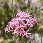 Valeriana angustifolia 花