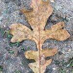 Quercus macrocarpa Blatt