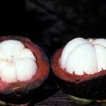 Garcinia mangostana Vrucht