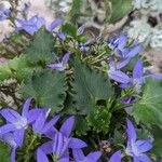 Campanula poscharskyana पत्ता