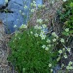 Saxifraga moschata Habitus