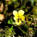 Viola rotundifolia 整株植物