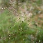 Agrostis canina Плід