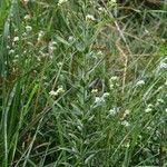 Draba incana Hábito