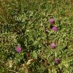 Cirsium acaulon Other