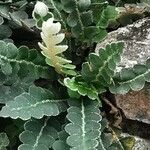 Asplenium ceterachЛист