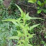 Rumex abyssinicus Folla