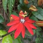 Passiflora miniata Õis