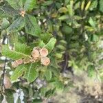 Quercus tomentella ഫലം