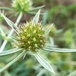 Eryngium campestre Flor