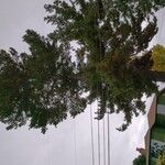Pinus monticola Hábito