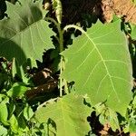 Solanum lasiocarpum Leaf