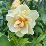 Narcissus spp. Flower
