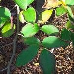 Stewartia rostrata Hoja