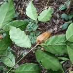 Rothmannia manganjae Fruit