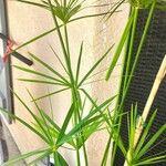 Cyperus alternifoliusHostoa