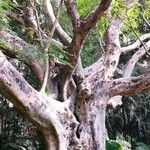 Ficus racemosa Costuma