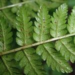 Dryopteris pentheri Blatt