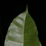 Maquira guianensis Φύλλο