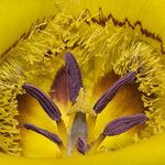 Calochortus clavatus Flor