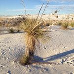 Yucca elata Vekstform