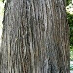 Podocarpus neriifolius Bark