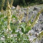 Hedysarum hedysaroides Otro