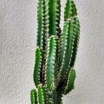 Acanthocereus tetragonus List