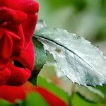 Rosa pendulina Leaf
