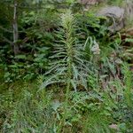 Pedicularis foliosa Habitus