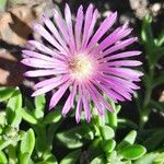 Delosperma sutherlandii Lorea