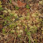 Trifolium suffocatum Libunga