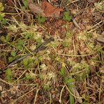 Trifolium suffocatum Habitus