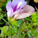 Clitoria fragrans Flor