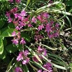 Allium drummondii Цветок
