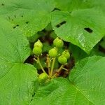 Viburnum lantanoides 果