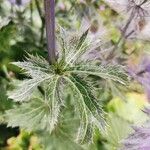 Eryngium alpinum برگ