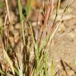 Sporobolus vaginiflorus Natur