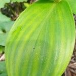 Costus spicatusLeaf