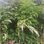 Fallopia baldschuanica Flower