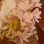 Hyacinthus orientalis Bloem