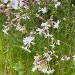 Silene italicaFlower