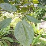 Ficus auriculata 葉