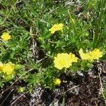 Potentilla aurea Plante entière