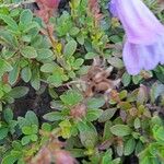 Penstemon davidsonii Leaf