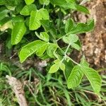 Allophylus rubifolius Leaf