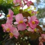 Begonia cucullata 花